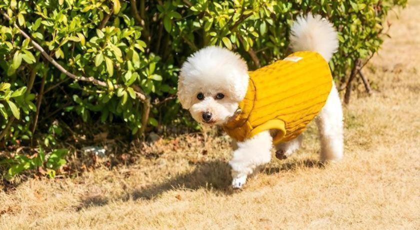 Corredor Yugawara Dog＆Resort 热海 外观 照片